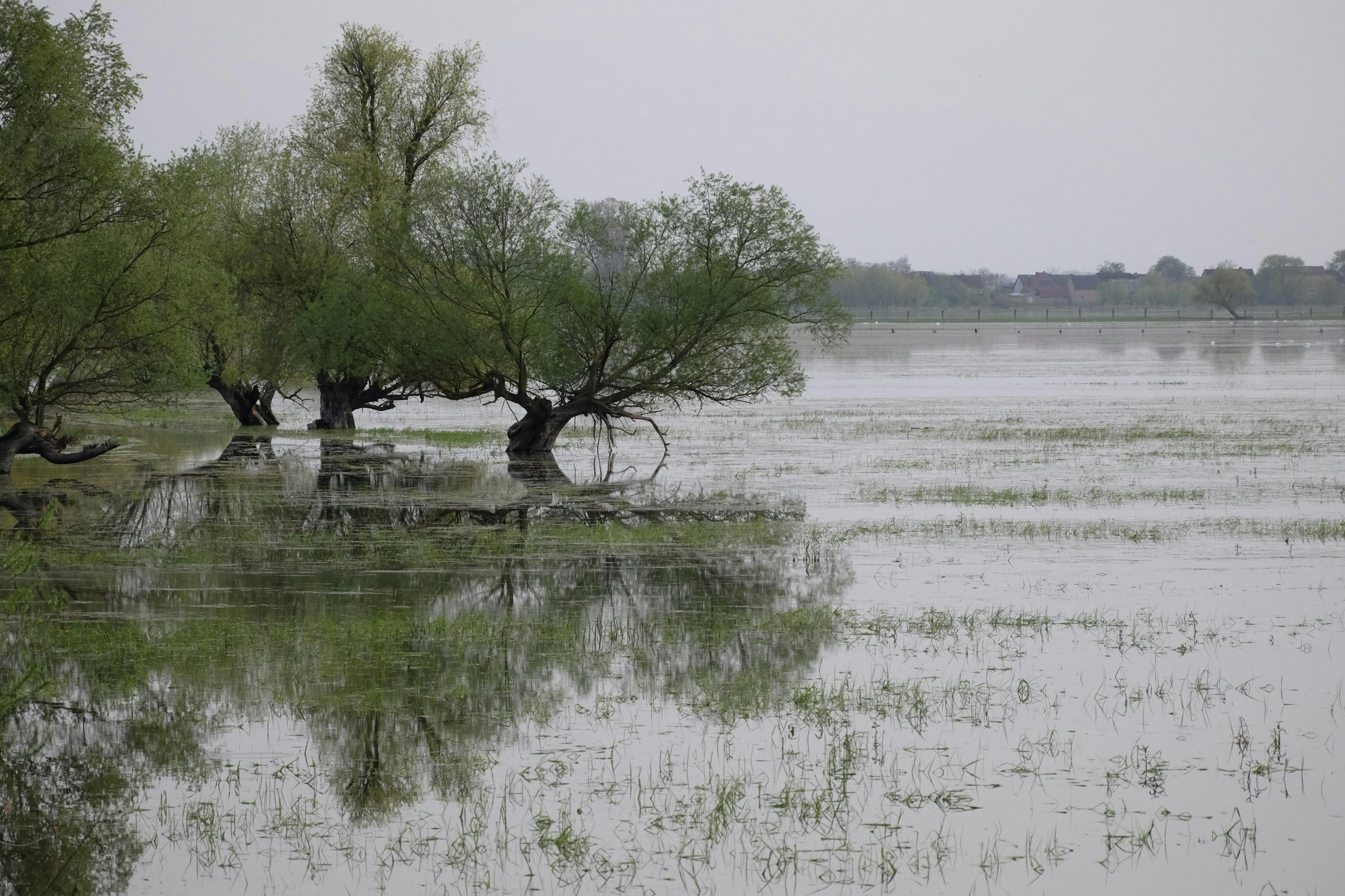 Photo by Roman Biernacki: https://www.pexels.com/photo/serene-flooded-landscape-with-trees-28802139/