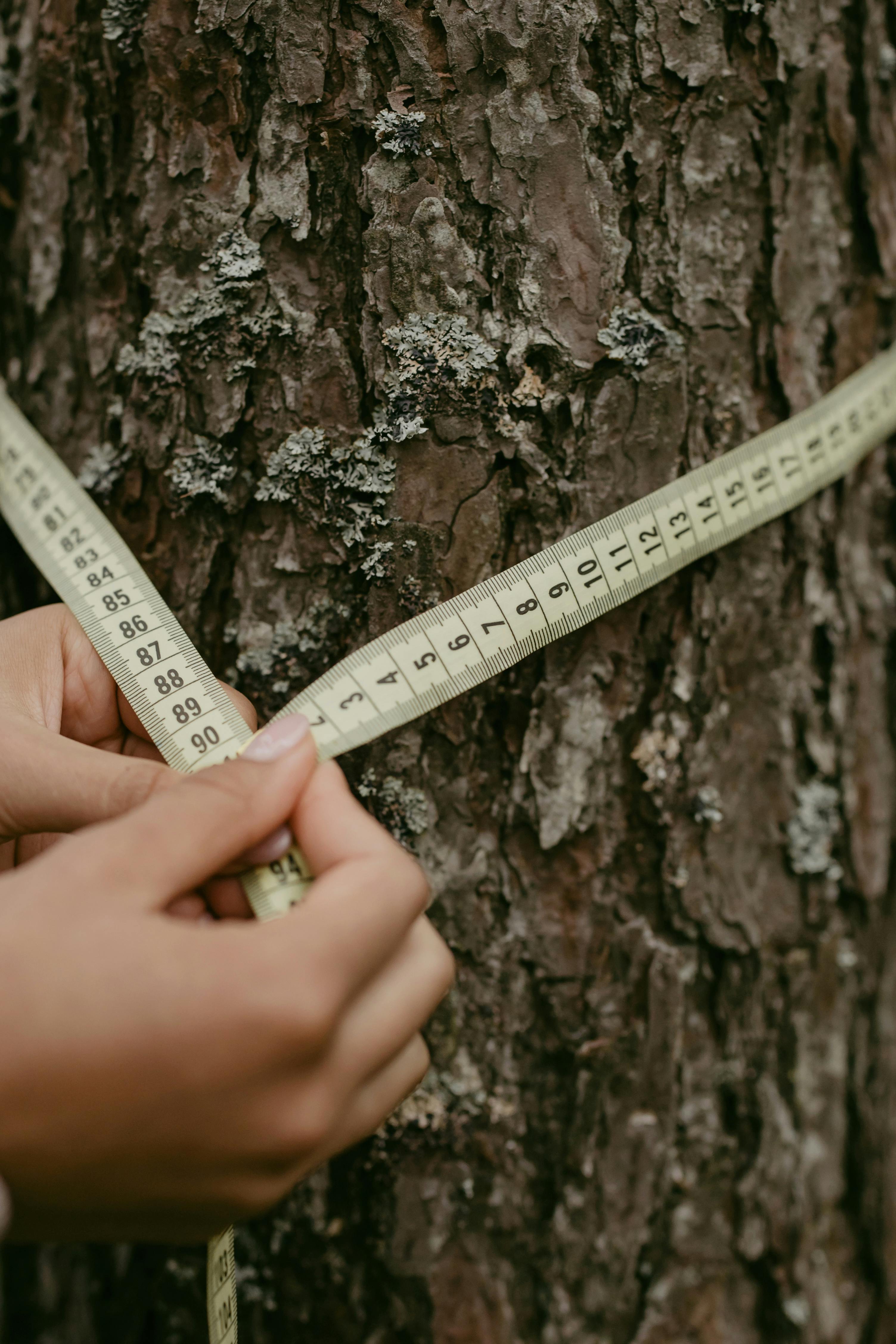 Photo by cottonbro studio: https://www.pexels.com/photo/person-using-a-tape-measure-on-a-tree-trunk-6636343/